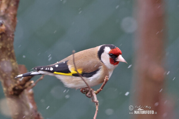 Sẻ thông vàng châu Âu