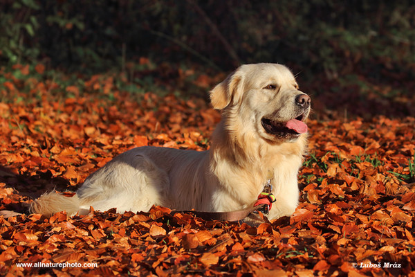 Tamhund