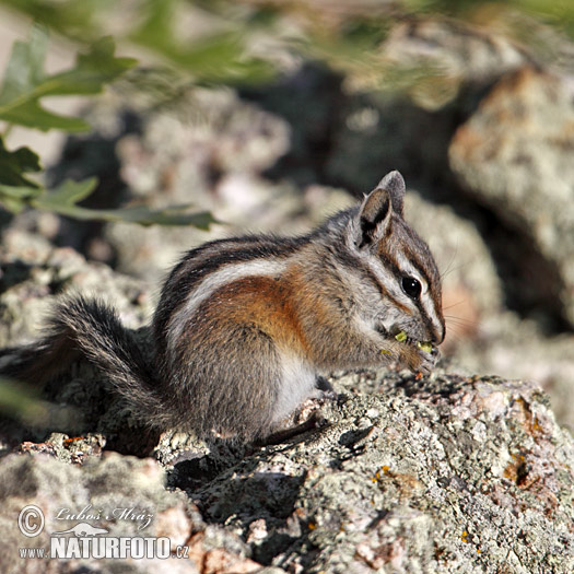 Tamias umbrinus