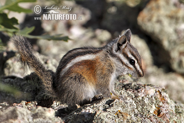 Tamias umbrinus