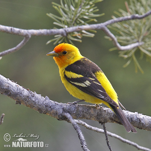 Tangara aliblanca migratoria