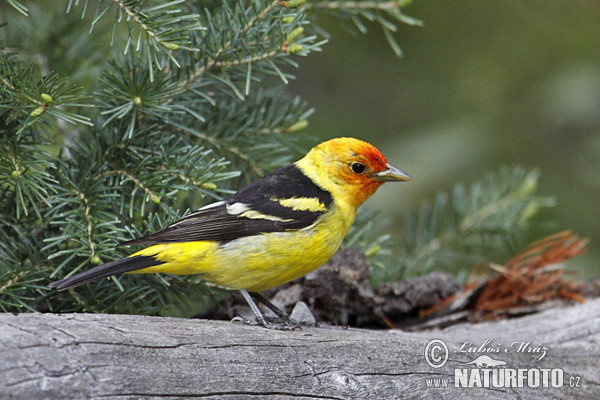 Tangara aliblanca migratoria