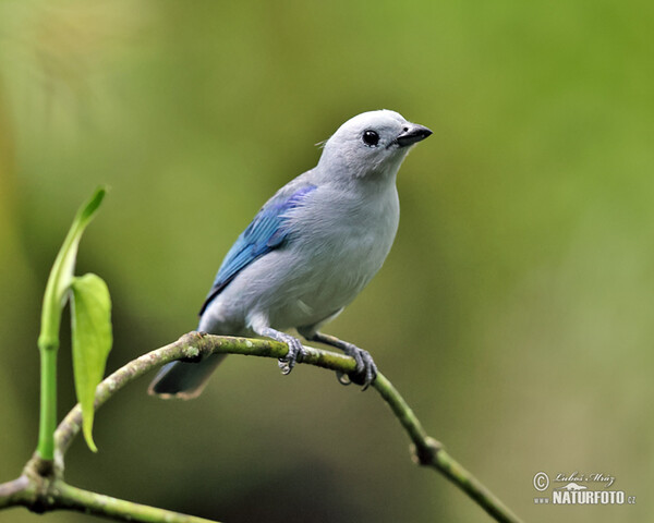 Tangara azulada