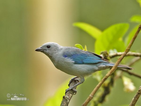 Tangara azulada