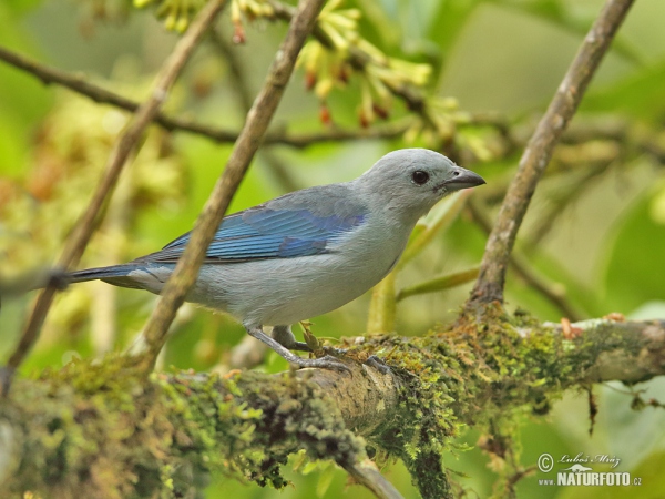 Tangara azulada