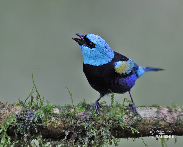 Tangara cyanicollis