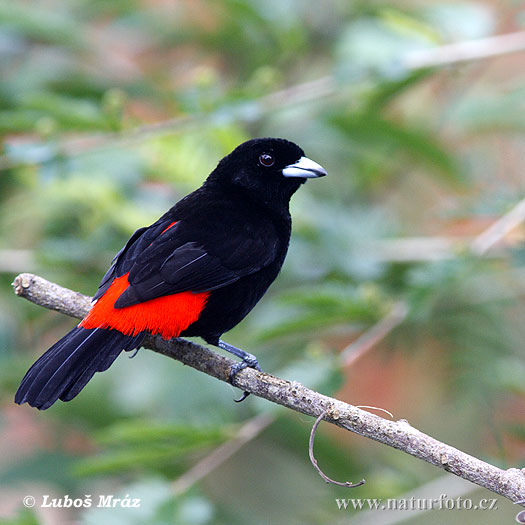 Tangara du Costa Rica