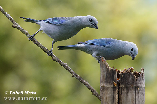 Tangara grigio-azzurra