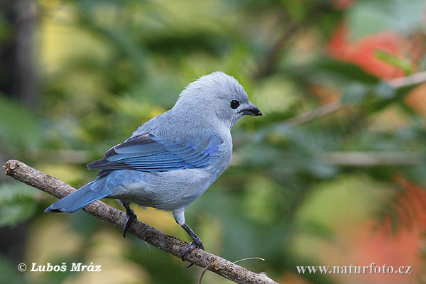 Tangara grigio-azzurra