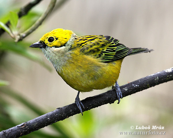 Tangara icterocephala