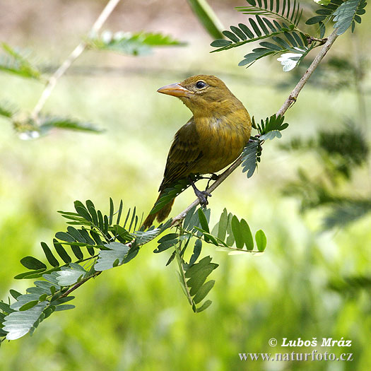 Tángara roja migratoria