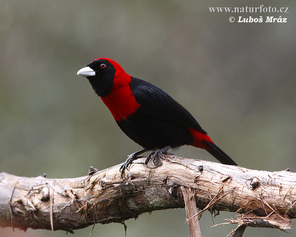 Tangara rojinegra tropical