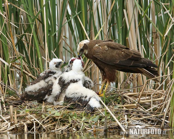 Tartaranhão-ruivo-dos-pauis