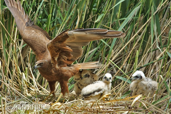 Tartaranhão-ruivo-dos-pauis