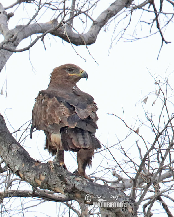 Tawny Eagle (Aquila rapax)