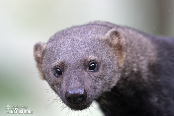 Tayra (Eira barbara)