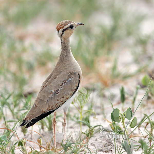 Temminck´s Courser (Cursorius temminckii)