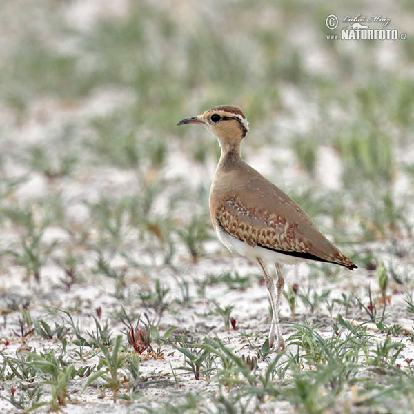 Temminck´s Courser (Cursorius temminckii)