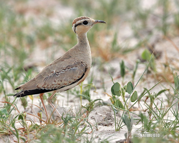 Temminck´s Courser (Cursorius temminckii)