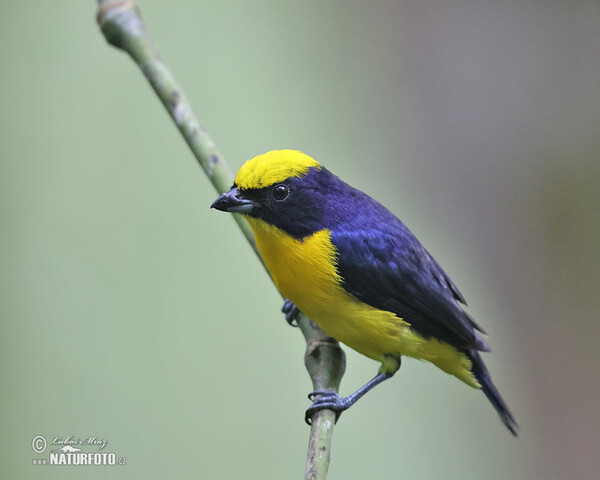 Thick-billed Euphonia (Euphonia laniirostris)