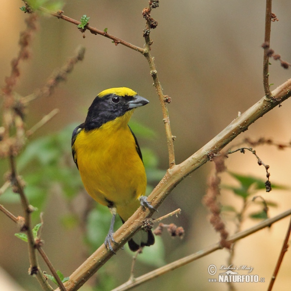 Thick-billed Euphonia (Euphonia laniirostris)