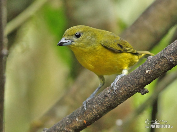 Thick-billed Euphonia (Euphonia laniirostris)