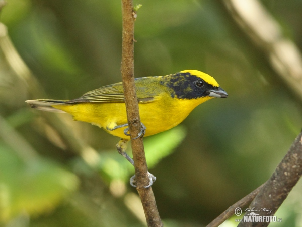 Thick-billed Euphonia (Euphonia laniirostris)