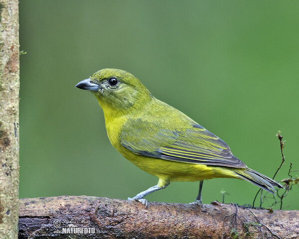 Thick-billed Euphonia (Euphonia laniirostris)