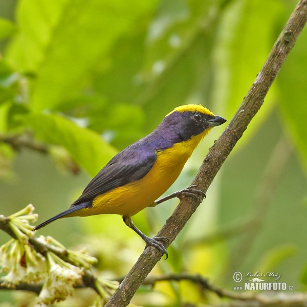 Thick-billed Euphonia (Euphonia laniirostris)