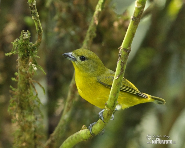 Thick-billed Euphonia (Euphonia laniirostris)