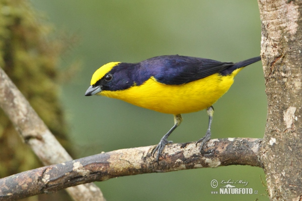 Thick-billed Euphonia (Euphonia laniirostris)