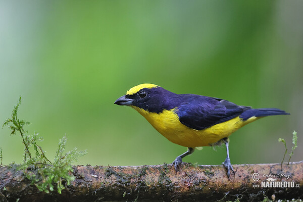 Thick-billed Euphonia (Euphonia laniirostris)