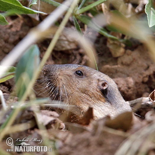 Thomomys talpoides