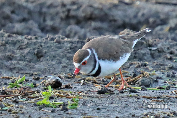 Three-banded Plover (Charadrius tricollaris)