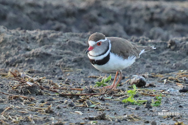 Three-banded Plover (Charadrius tricollaris)