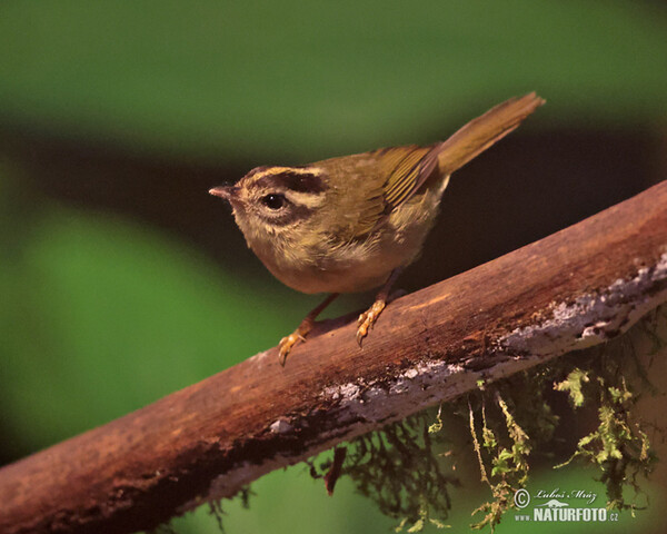 Three-striped Warbler (Basileuterus tristriatus)