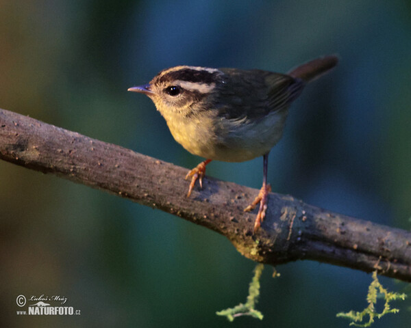 Three-striped Warbler (Basileuterus tristriatus)