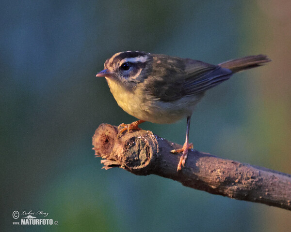 Three-striped Warbler (Basileuterus tristriatus)