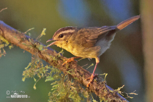 Three-striped Warbler (Basileuterus tristriatus)