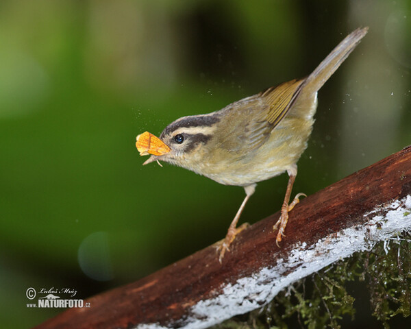 Three-striped Warbler (Basileuterus tristriatus)