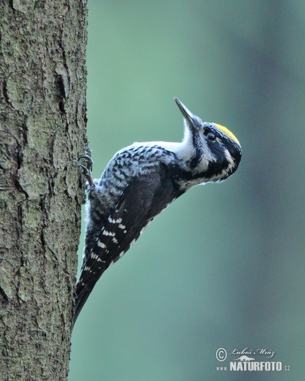 Three-toed Woodpecker (Picoides tridactylus)