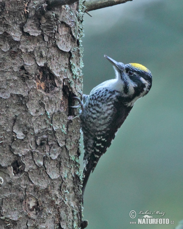 Three-toed Woodpecker (Picoides tridactylus)