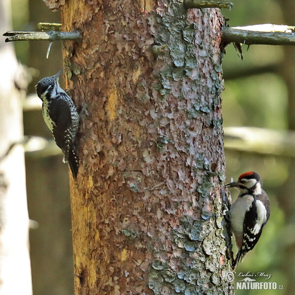 Three-toed Woodpecker (Picoides tridactylus)