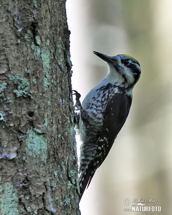 Three-toed Woodpecker (Picoides tridactylus)