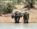 Саванавы афрыканскі слон