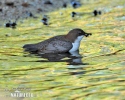 Воден кос