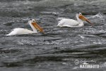 Пелікан червонодзьобий