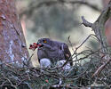 Accipiter gentilis