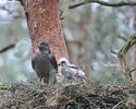 Accipiter gentilis