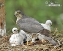 Accipiter nisus